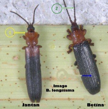 KUMBANG BRONSTISPA – KAEDAH KAWALAN