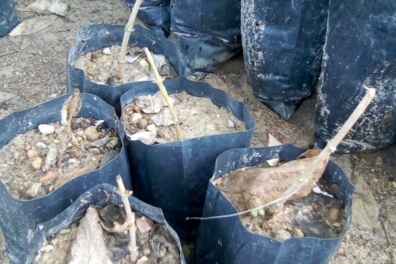 Keratan Bunga Melur Dalam Beg Poli