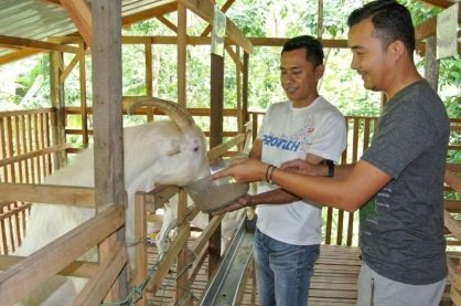 KAMBING TENUSU – BERBALOI TERNAKNYA