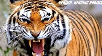 KENCING HARIMAU – APA GUNANYA?