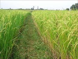 IPM UNTUK TANAMAN PADI