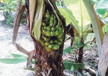 POKOK PISANG – BERBUAH PELIK?