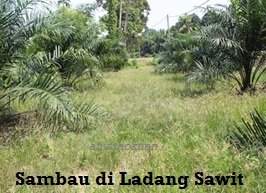 KAWAL RUMPUT SAMBAU DENGAN KULAT