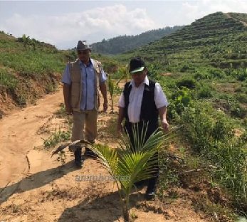 TANAM KELAPA DI BUKIT