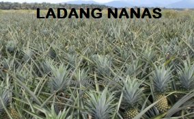 PENGESAHAN BENIH NENAS MD2