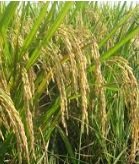 PADI – TEKNOLOGI PERTANIAN TEPAT