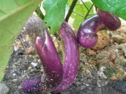 AGRONOMI TANAMAN – TERUNG PANJANG