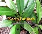 TANAM KACIP FATIMAH – TESTIMONI