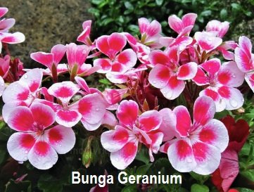 GERANIUM – HASILKAN MINYAK