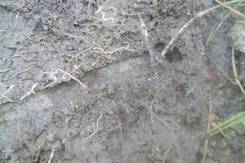 Semut Gatal / Semut Api di Kebun