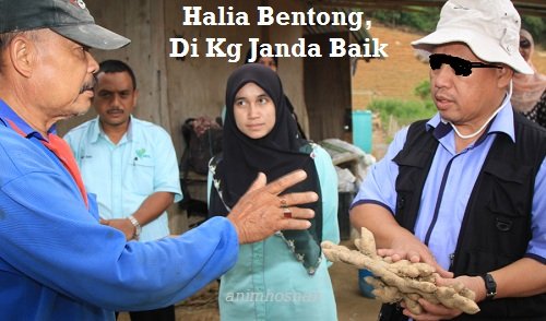 HALIA – KENAL JENISNYA