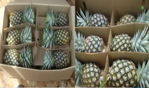 EKSPORT BUAH NENAS