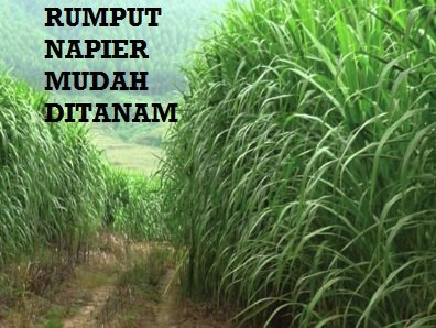 RUMPUT NAPIER – MUDAH TANAMNYA