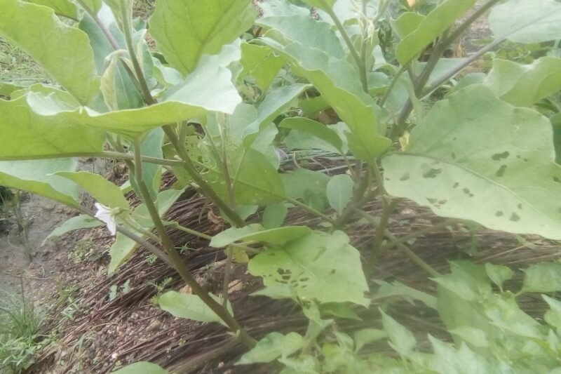 Pokok Terung Sudah Berbunga