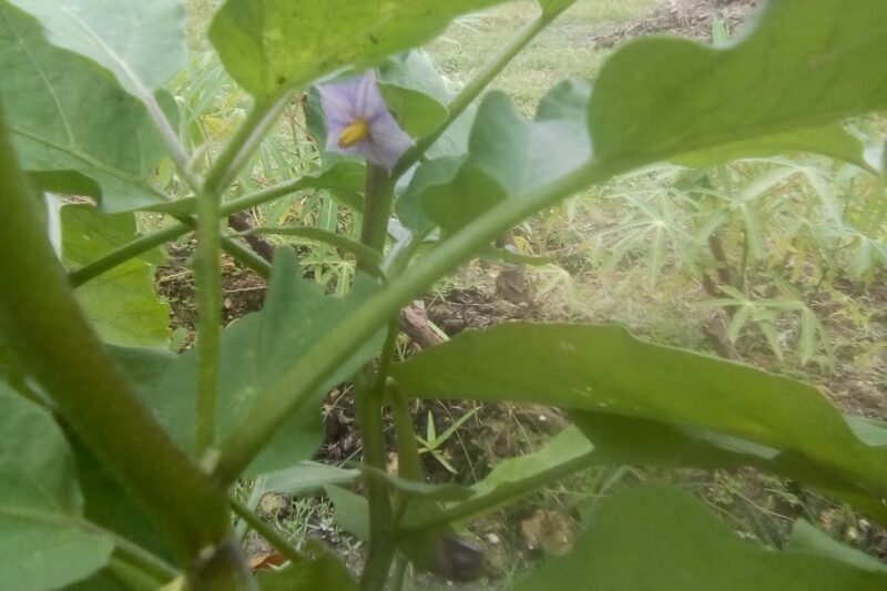 Pokok Terung Ungu Panjang