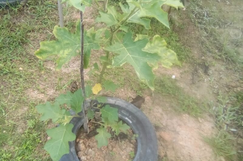 Pokok Terung Letup