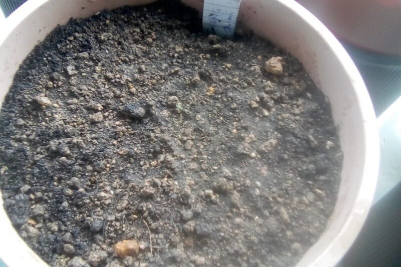 Tanam Pokok Terung Telunjuk dalam NR2