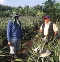 NANAS 'SELANGOR SWEET' – WAK ROSLAN