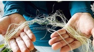 USAHAWAN BENANG NANAS