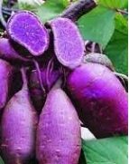 3 VARIETI KELEDEK UNGU BARU