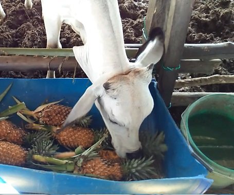 LEMBU MAKAN BUAH NANAS – Kajian Kes