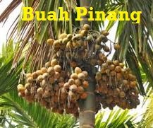 JENIS-JENIS POKOK PINANG
