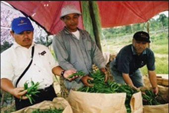 TANAMAN CILI – ADA ANCAMAN PEROSAK