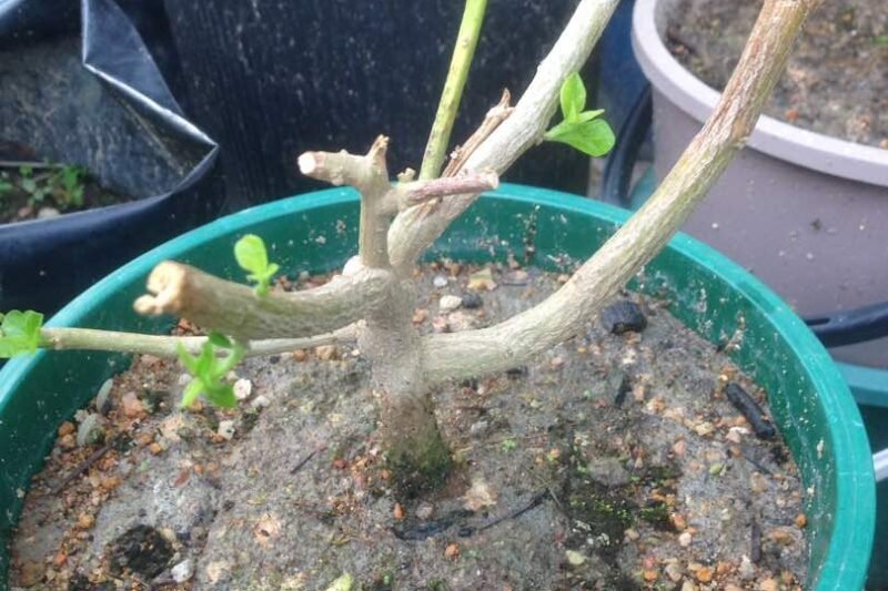 Perkembangan Pokok Cili Api Bonsai