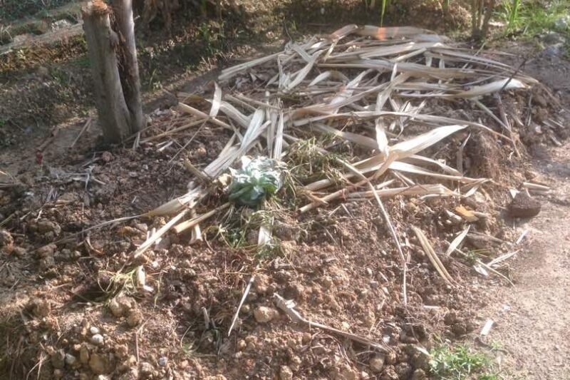 Pindahkan Pokok Jagung dan Tomato ke Batas