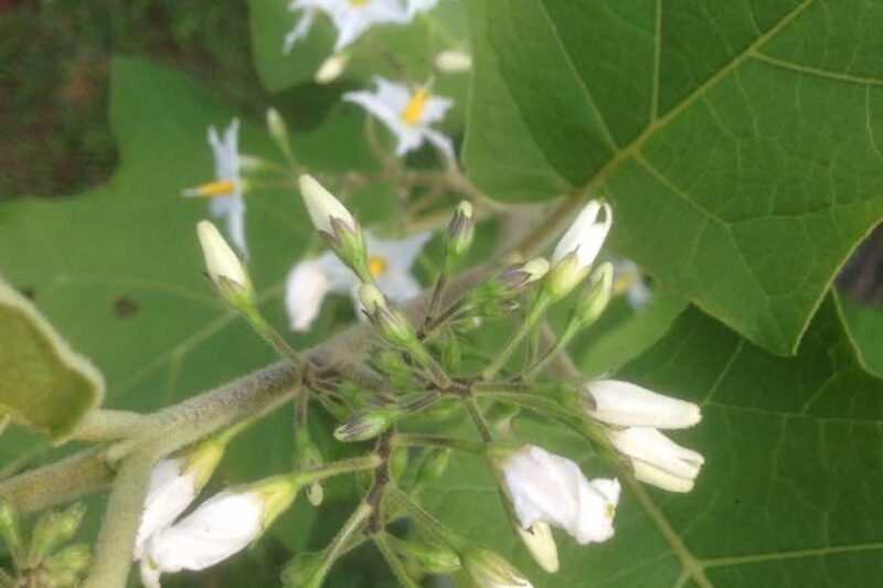 Bunga dan Buah Terung Pipit