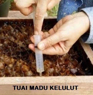 STANDARD MADU KELULUT (MS2683) – TERSEDIA