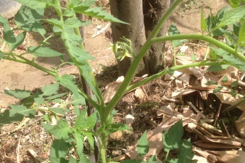 Tomato Atas Batas Sudah Berbunga