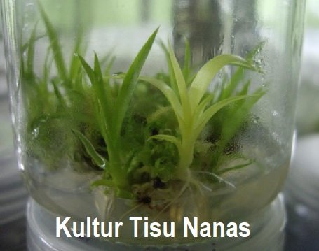 KULTUR TISU NANAS – APA STATUS?