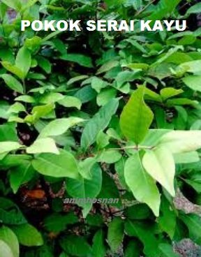 SERAI KAYU – RAWAT DARAH TINGGI