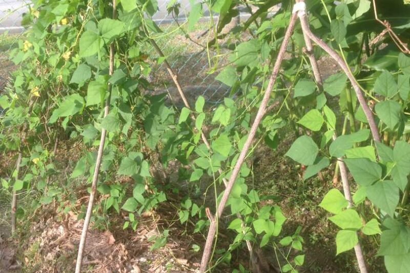 Junjung atau Para ( Trellis )