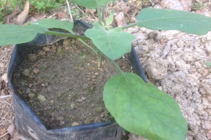 Pindah Terung Ungu Panjang ke Batas