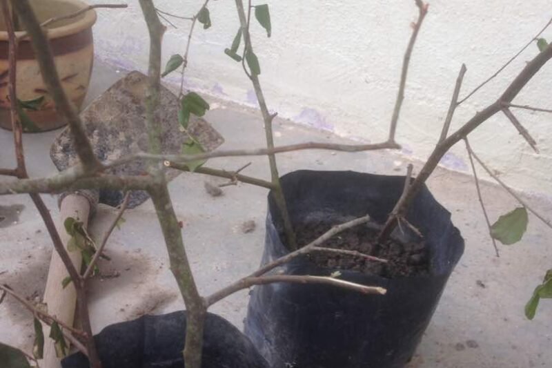 Keratan Batang Pokok Bidara