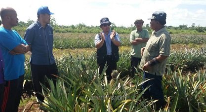 KAJIAN PENYAKIT TANAMAN NANAS