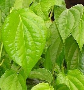 KEHABATAN KHASIAT SIREH (PART 1)