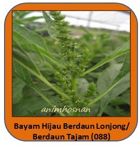 BAYAM HIJAU BERDAUN LONJONG NO 088