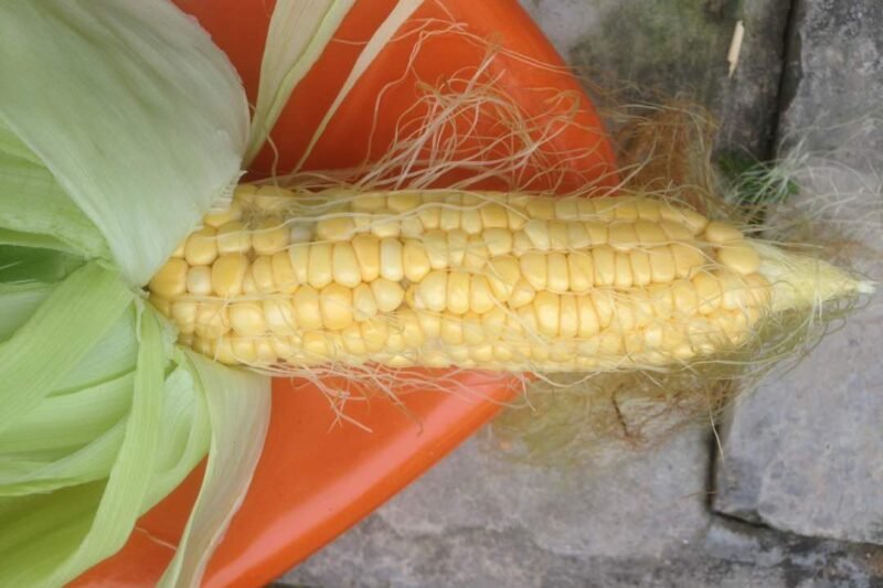 Tuaian Jagung Manis Pertama