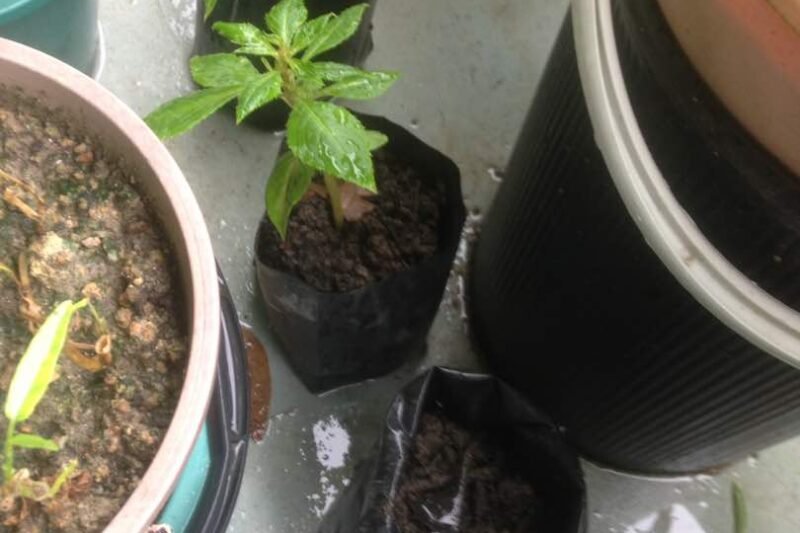 Pindah Anak Pokok Bunga Ros