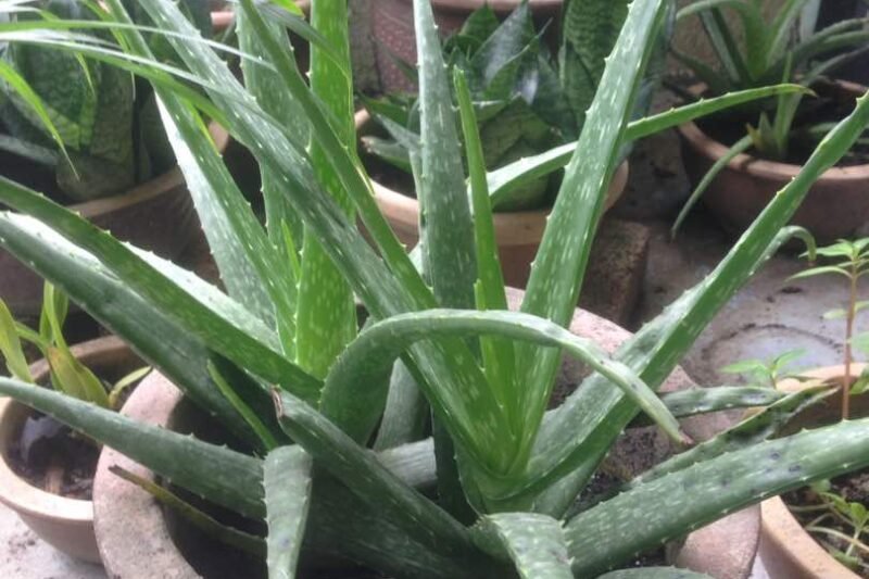 Pokok Aloe Vera