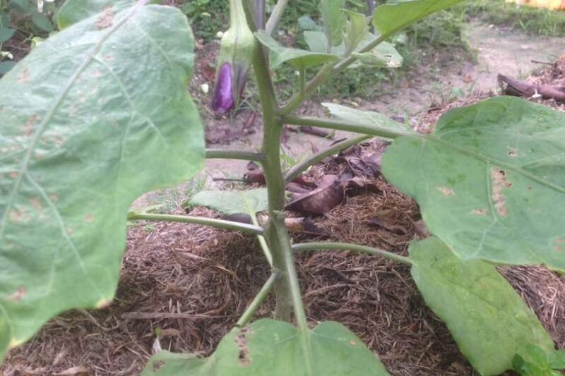Pokok Terung Ungu Sudah Berbuah