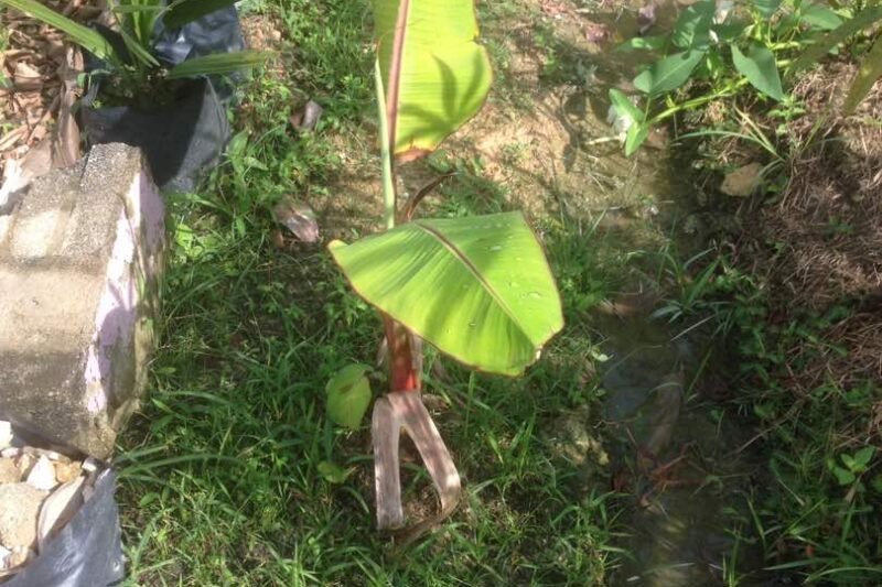 Pindah Anak Pokok Pisang