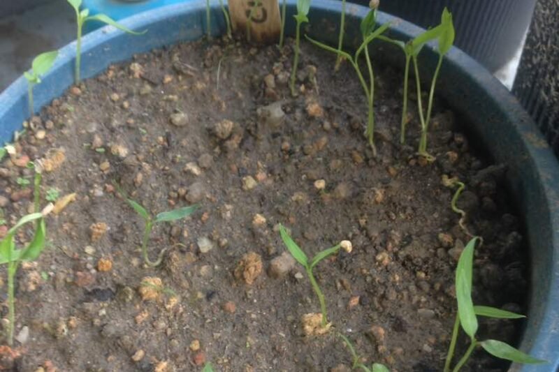 Perkembangan Semaian Tomato Ceri, Cili dan Terung