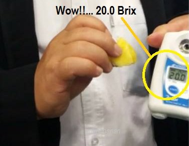 NANAS MD2 TANAH TINGGI – WOW!!.. MANISNYA!