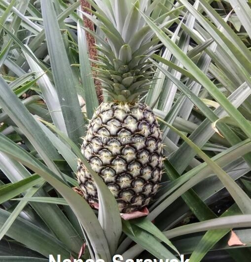 ARUHAN UNTUK NANAS SARAWAK