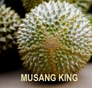 HARGA DURIAN MUSANG KING – MEMBAIK!! ..