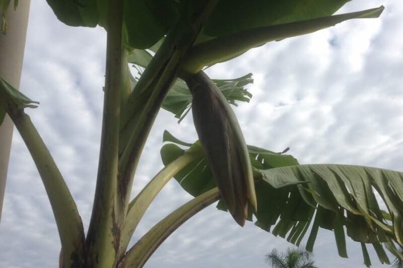 Pisang Nangka Berjantung Lagi